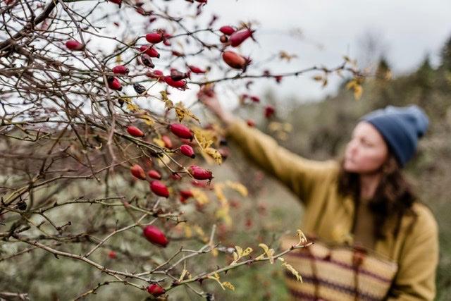 Wild Rose Hip Foraging