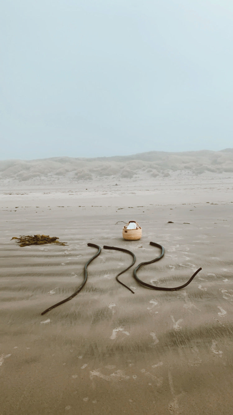 Bull Kelp Seaweed Oregon Coast
