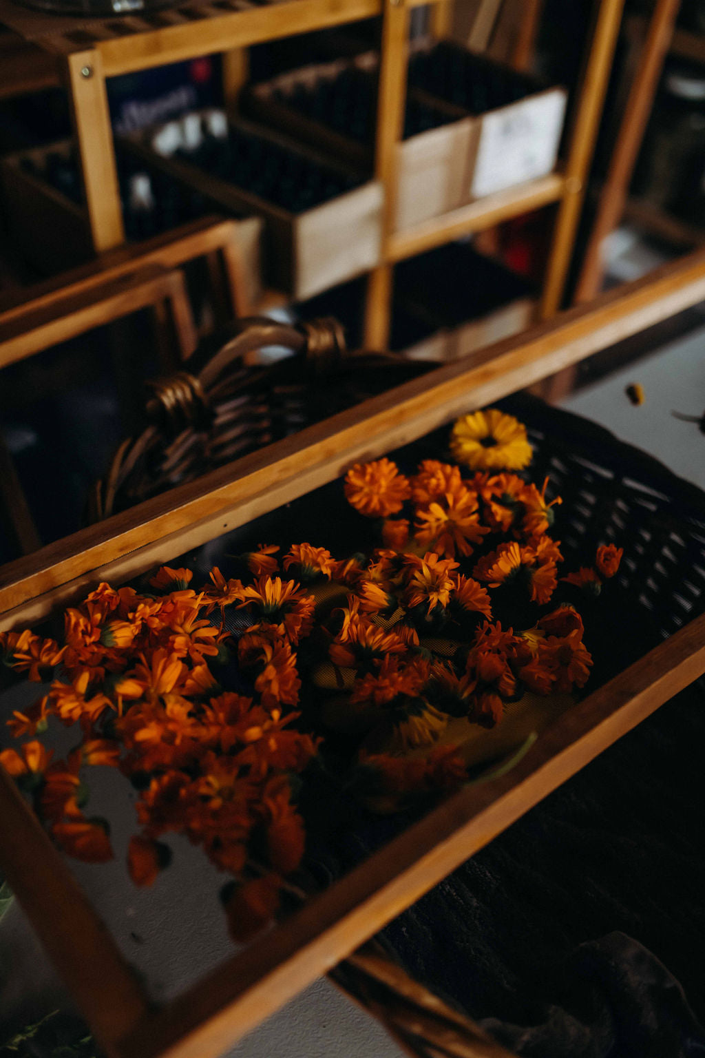 Calendula Flowers for Herbal Skin Oil