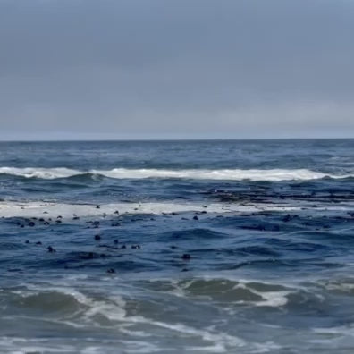 Drift Seaweed Serum Bull Kelp Ocean Harvested by Hand