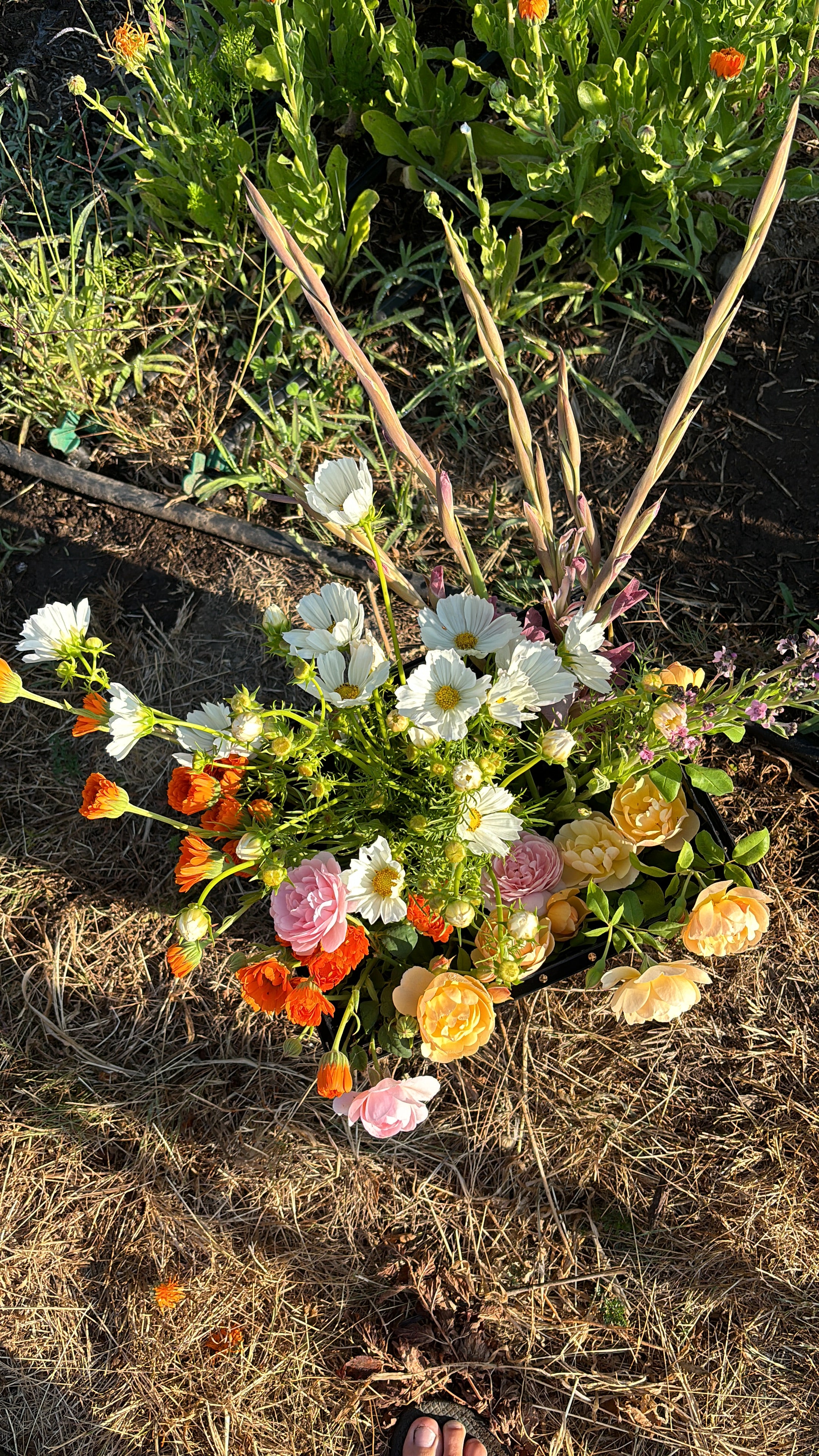 Farm Offerings