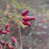 Hand Foraged Rose Hips